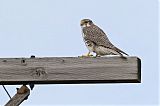 Prairie Falcon